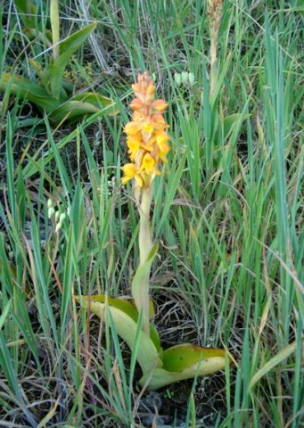 Satyrium coriifolium leaves